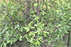 Strychnos potatorum
